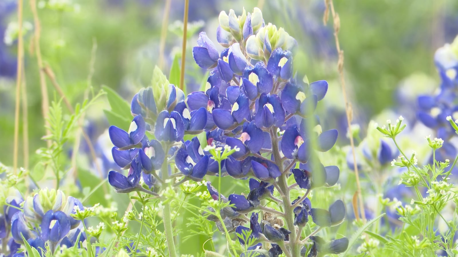 TX AgriLife reports on the upcoming bluebonnet blooming season