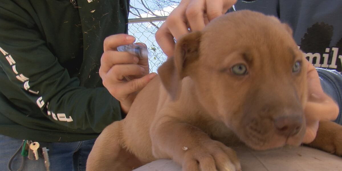 Pet dumping rises across Texoma after the holidays - News Channel 6