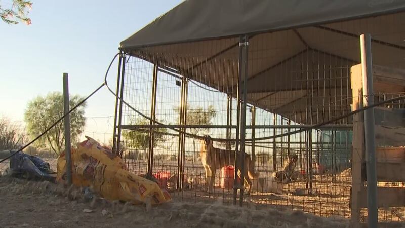 The investigation began in August when the Nye County Sheriff’s Office obtained a warrant for...