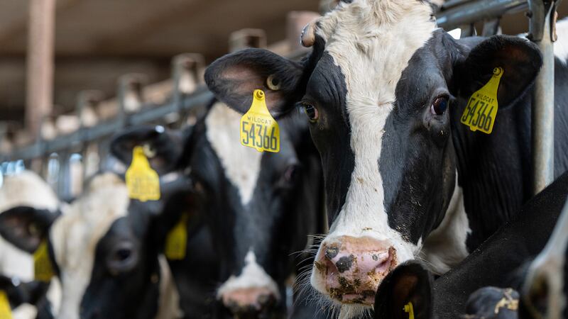 Holstein cows on Thursday, Nov 16, 2023 in Gustine, Texas. (Michael Miller/Texas A&M AgriLife...