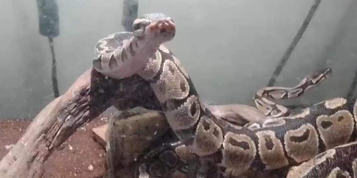 Pet owner says 4-foot-long python has gone missing from his yard