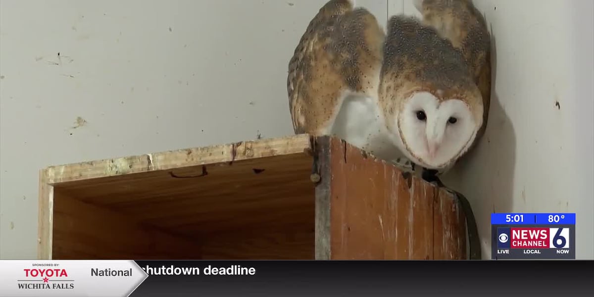 Wichita Rescue How the Wichita Falls Wild Bird Rescue cares for wild birds in winter