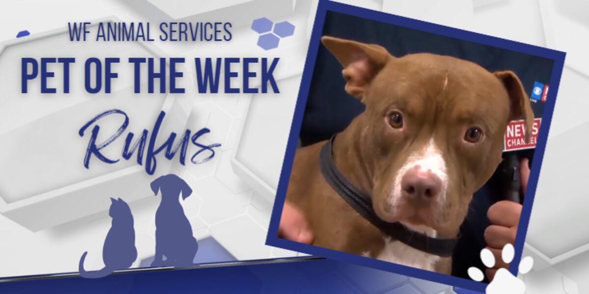 Rufus is looking for his forever home