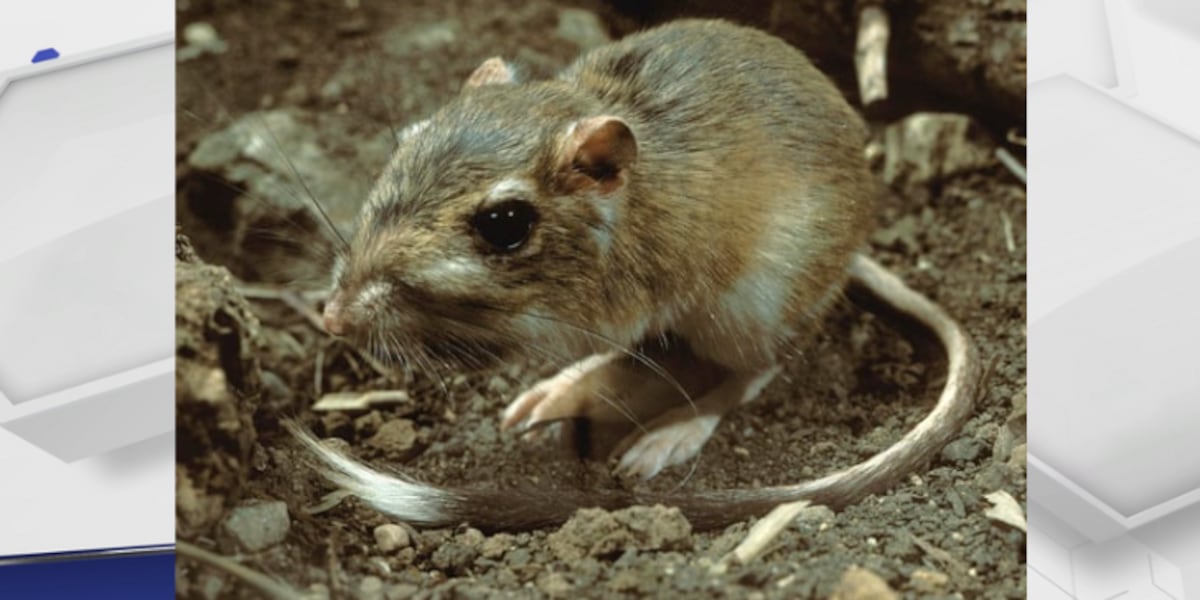 Texas kangaroo rat listed proposed as potential endangered species