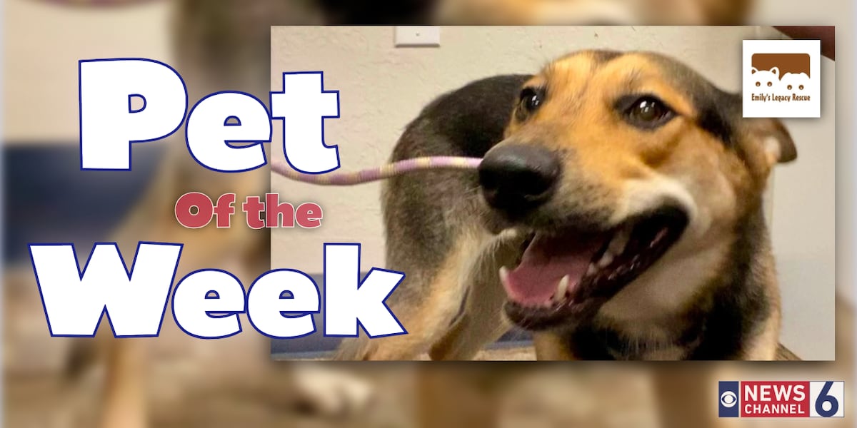 Pet of the Week: Willow