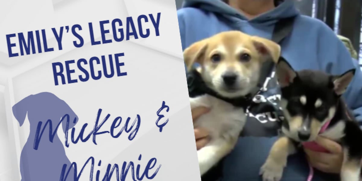 ‘Puppies as small as mice’ Emily’s Legacy Rescue presents their Pet of ...